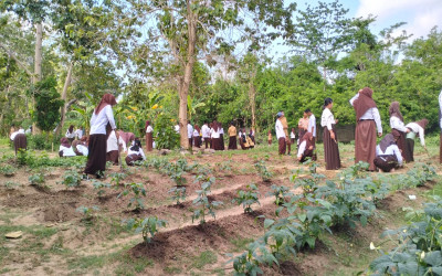 SMAN 1 Konawe Selatan Lakukan Pemupukan Tanaman - Dukung Program Ketahanan Pangan (KETAPANG)